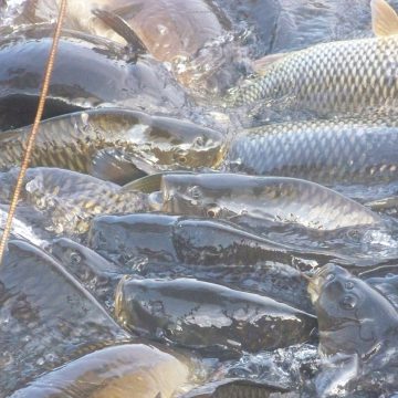 Прийдешні зміни в рибному господарстві України — презентація