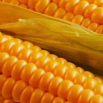 Украина активизировала экспорт кукурузы