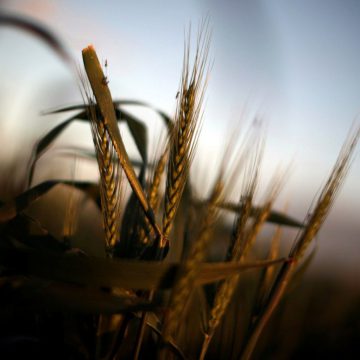 Операція ліквідація: ДСБУ «Аграрний фонд» припинить існування