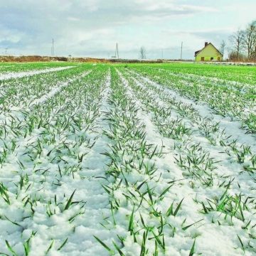 Темпи підживлення озимих зернових культур втричі відстають від торішніх
