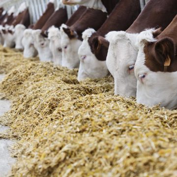 Трофімцева: Через кілька років утримувати 2-3 корови стане невигідно