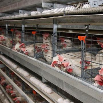 В Україні дешевшають яйця і курятина