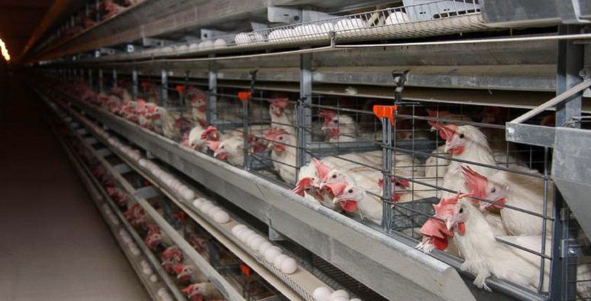 В Україні дешевшають яйця і курятина