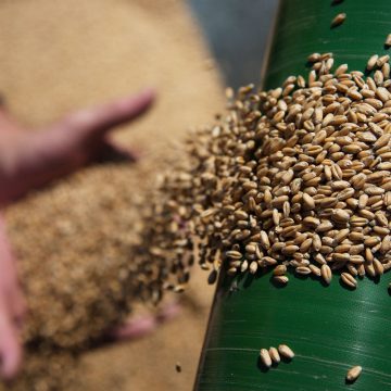 Швейцарська гвардія: на зерновий ринок вийшов трейдер Marcoрolo Commodities