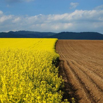 Осипов: «Кернелу» складно визначитися з позицією щодо «соєво-ріпакових правок»