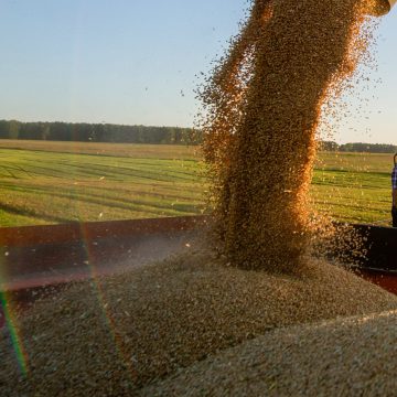 НААН: Урожай зернових можна підвищити на 8 млн тонн
