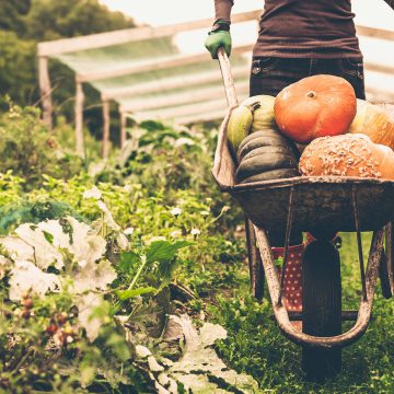 OrganicStyle: Влада бере виробництво органічної продукції під контроль