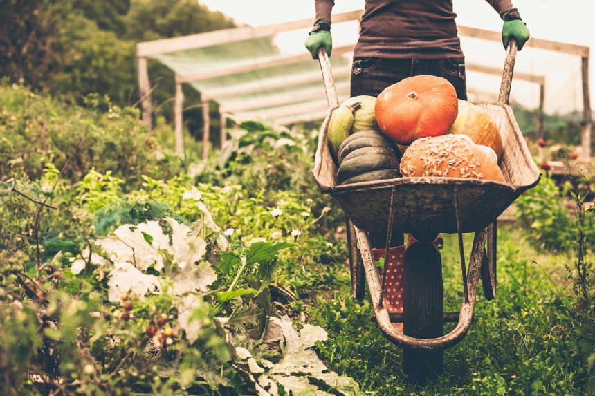 OrganicStyle: Влада бере виробництво органічної продукції під контроль