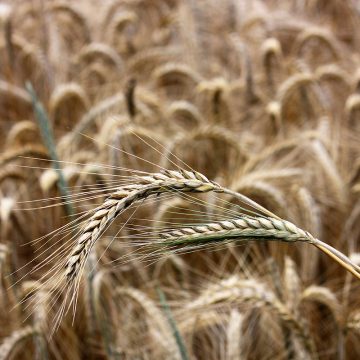 Мінагропрод проведе аудит всіх своїх елеваторів після крадіжки на Полтавському КХП