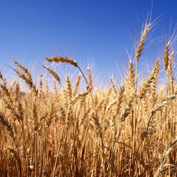 Прогнози світових запасів зернових в 2017/18 МР знизяться на 46 млн т