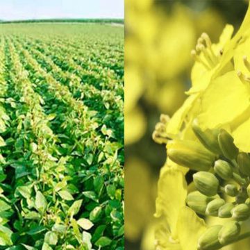 Україна з початку МР експортувала понад 4 млн тонн олійних культур