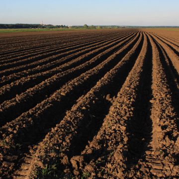 У Хмельницькій області ярими засіяно понад 90% площ