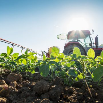 В Україні 10 найбільших компаній переробляють понад 80% соєвих бобів