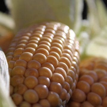 Ціна на кукурудзу буде падати