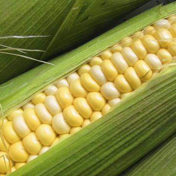Україна наростила поставки кукурудзи до Ізраїлю