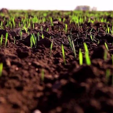 Grain Alliance розпочала підгодівлю озимих