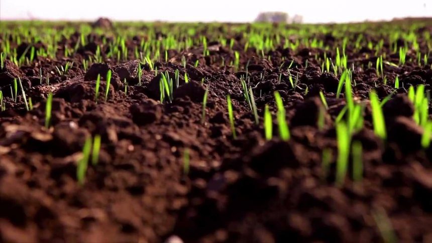 Grain Alliance розпочала підгодівлю озимих