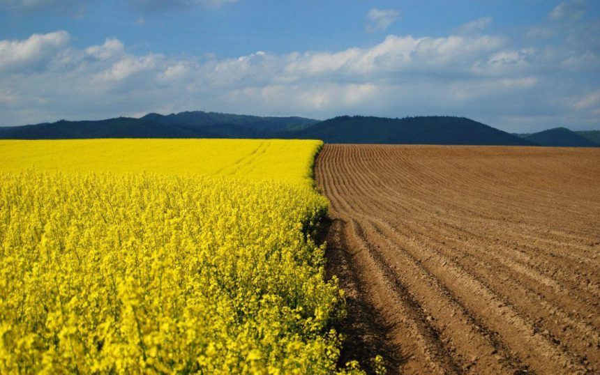Площі під олійними в Україні продовжать зростати