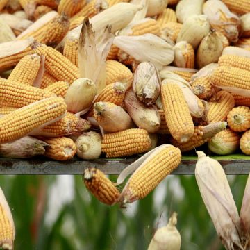 Прогноз виробництва української кукурудзи завищений