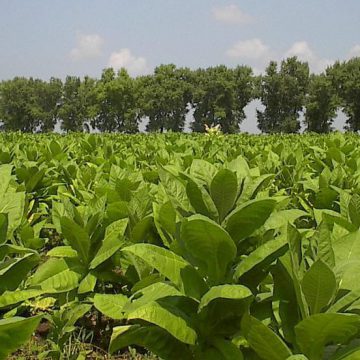 Vitagro збільшила вдвічі площі під тютюном