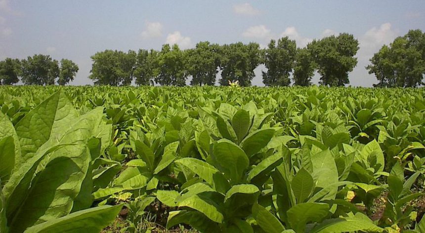 Vitagro збільшила вдвічі площі під тютюном