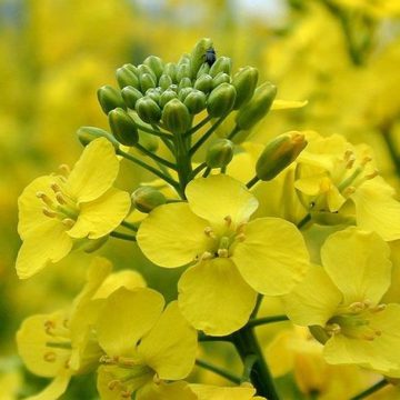USDA прогнозує зростання експорту ріпаку з України