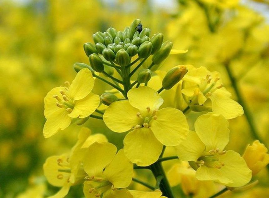 USDA прогнозує зростання експорту ріпаку з України