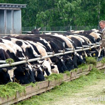 Дотації за ВРХ можуть отримати 104 підприємства на Київщині