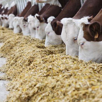 АТУ: Зростання цін на корми спричинить подорожчання м’яса