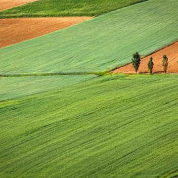 «Мрія» засіяла близько 80% від запланованих площ