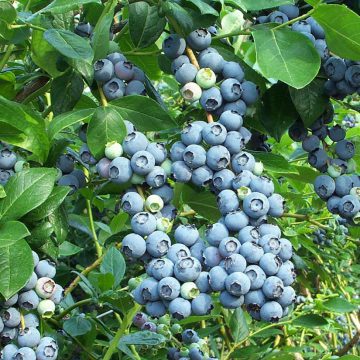 Українські виробники лохини спробують підкорити світові ринки