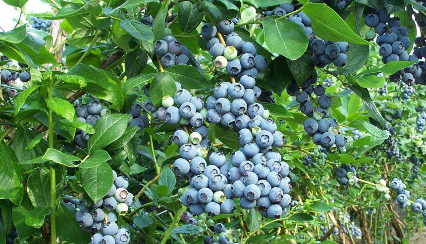 Українські виробники лохини спробують підкорити світові ринки