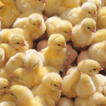 ФАО: Жителі Донбасу отримають молодняк домашньої птиці