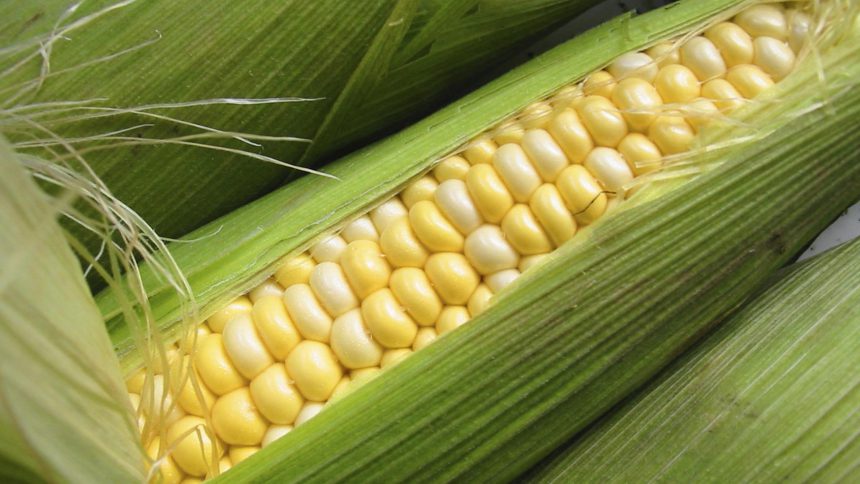 Агрофірма «Вікторія» розпочала сівбу гібридів для DuPont Pioneer