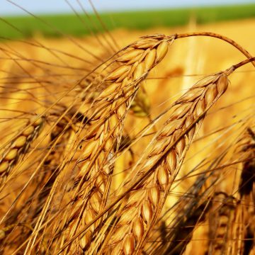 Агрострахування у 2017 р. збільшилася в 2 рази