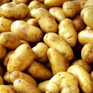 В Україні гострий дефіцит сертифікованого насіннєвого матеріалу картоплі