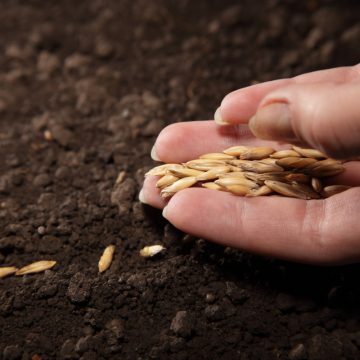 Vitagro інвестує в розширення сім’яного заводу в Хмельницькій області