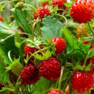 Фермери знижують ціну на суницю
