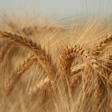 Ворота в Азію. Чому Україні так важливо було повернутися на ринок В’єтнаму