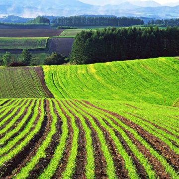 В Україні органічні землі складають менше 1% від усіх земель сільгосппризначення