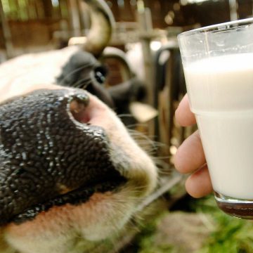 Українським коровам нарахували чверть мільярда гривень