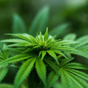 Чому українські виробники конопель йдуть з високорентабельного бізнесу