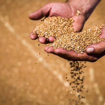 Українцям для внутрішнього споживання достатньо п’ятої частини врожаю пшениці