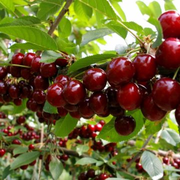 Китай почав інспекцію української черешні