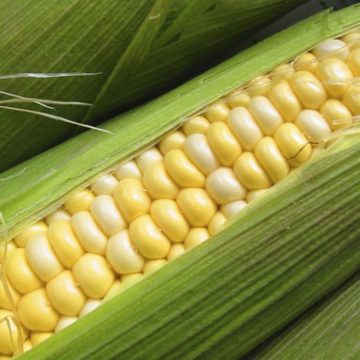 Українські аграрії розширюють сортовий ряд кукурудзи