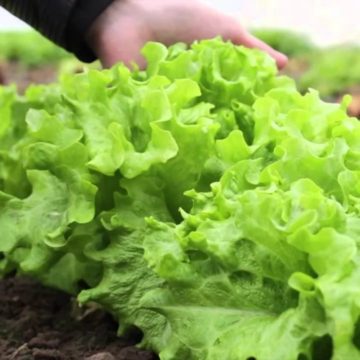 Постачальник зелені в McDonald’s наростить виробництво на третину