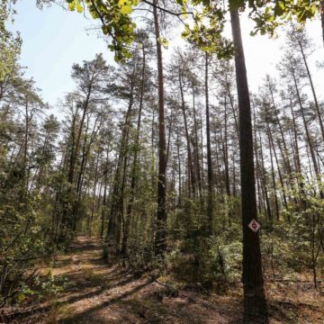 В Україні сертифіковано понад 4 млн га лісів