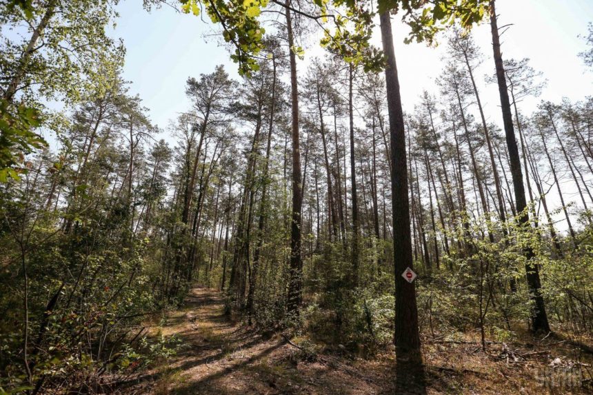 В Україні сертифіковано понад 4 млн га лісів