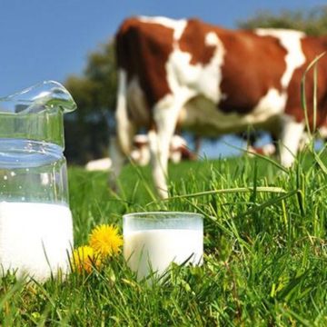 Україна увійшла в 10-ку світових лідерів з експорту молочної продукції