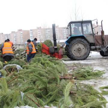 Киянам пропонують позбутися новорічних ялинок екологічно
